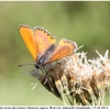 lycae thersamon imago10 kher
